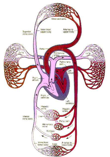 The Heart and Blood Circulation