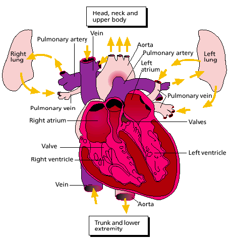 The Heart is the Primary Pump