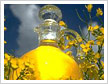 Canola Oil