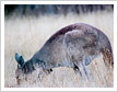 Kangaroo Grazing