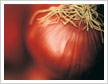 Onion