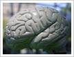 Brain