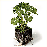 Parsley in Soil
