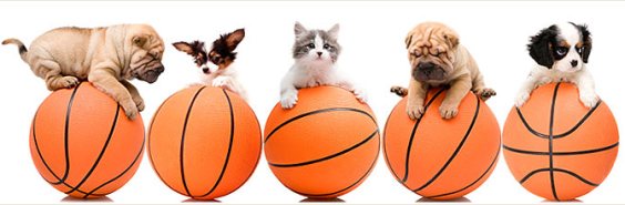 Puppies and Kitten on Basketballs